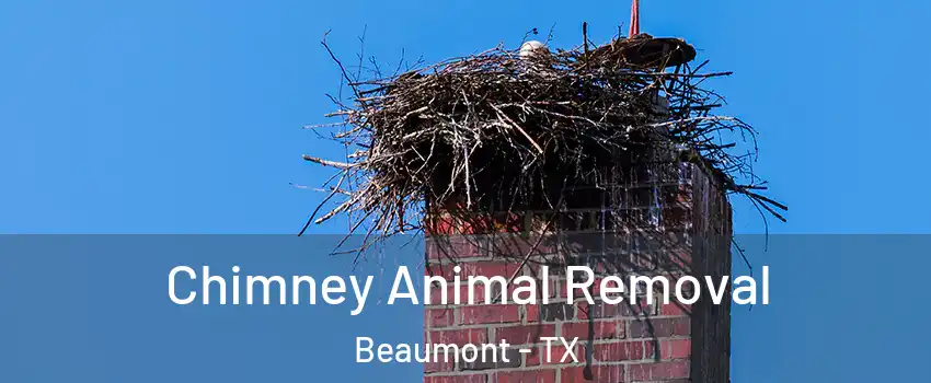  Chimney Animal Removal Beaumont - TX