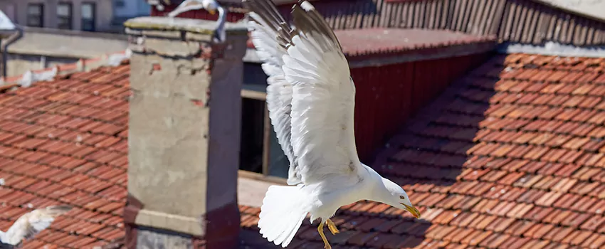 Residential Chimney Animal Removal Solution in Beaumont, TX